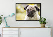 Mopsporträt auf Leinwandbild gerahmt verschiedene Größen im Wohnzimmer