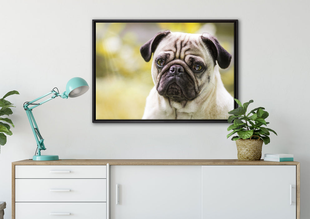 Mopsporträt auf Leinwandbild gerahmt verschiedene Größen im Wohnzimmer