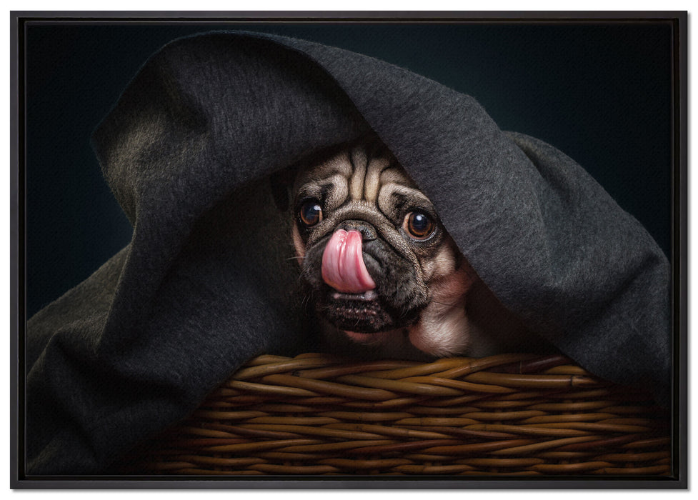 Süßer Mops unter der Decke auf Leinwandbild gerahmt Größe 100x70