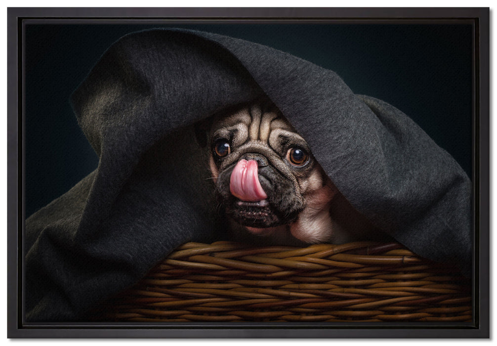 Süßer Mops unter der Decke auf Leinwandbild gerahmt Größe 60x40