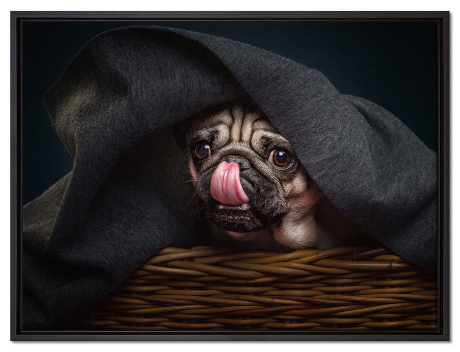 Süßer Mops unter der Decke auf Leinwandbild gerahmt Größe 80x60