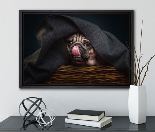 Süßer Mops unter der Decke auf Leinwandbild gerahmt mit Kirschblüten