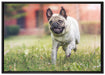 Rennender Mops auf Leinwandbild gerahmt Größe 100x70