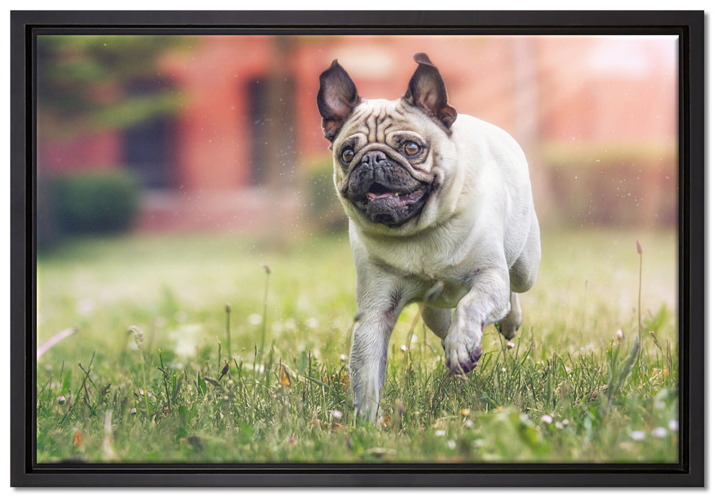 Rennender Mops auf Leinwandbild gerahmt Größe 60x40
