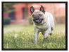 Rennender Mops auf Leinwandbild gerahmt Größe 80x60
