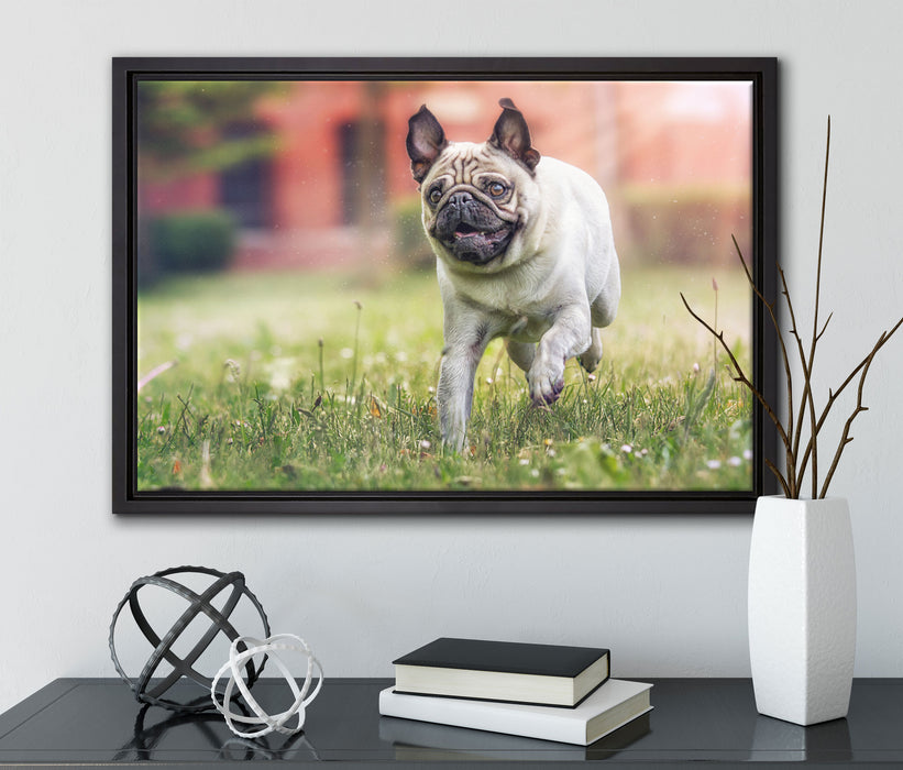 Rennender Mops auf Leinwandbild gerahmt mit Kirschblüten