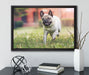 Rennender Mops auf Leinwandbild gerahmt mit Kirschblüten