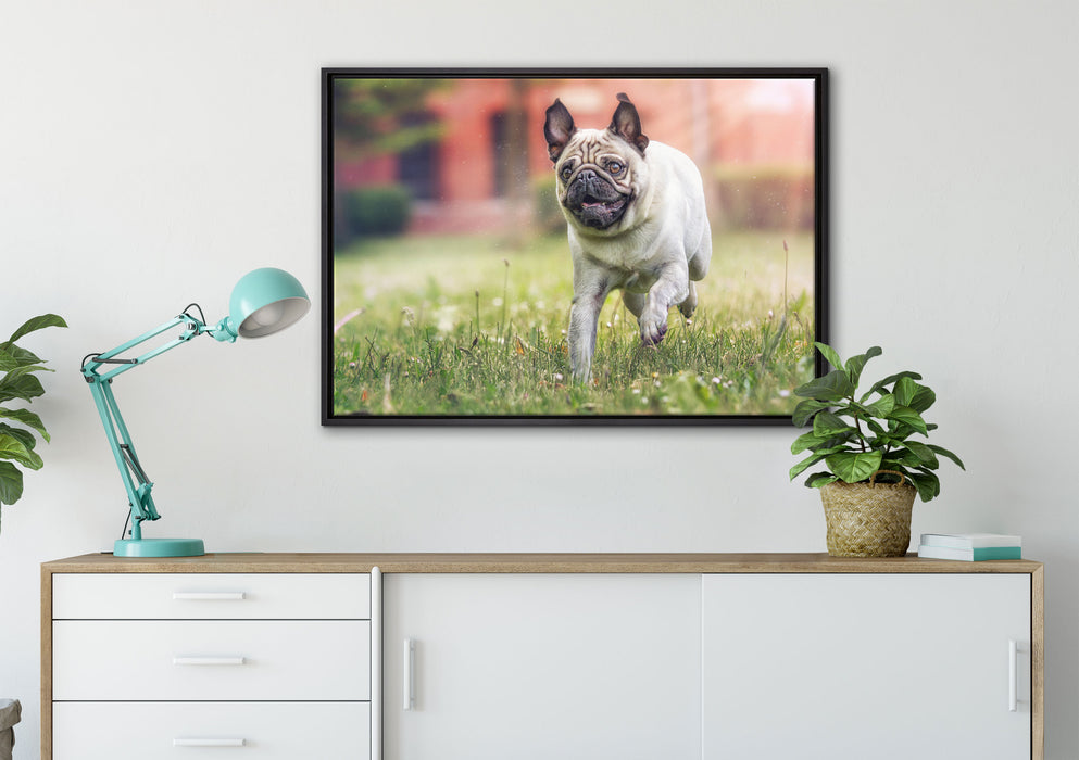 Rennender Mops auf Leinwandbild gerahmt verschiedene Größen im Wohnzimmer