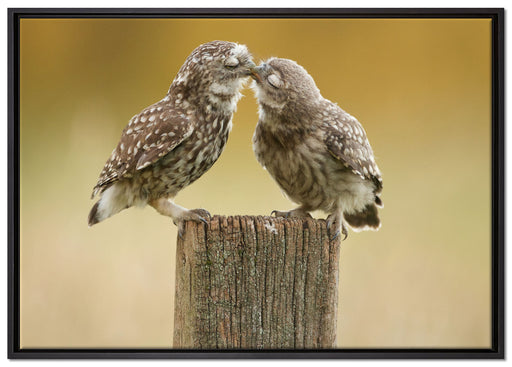 Küssende Eulen auf Leinwandbild gerahmt Größe 100x70