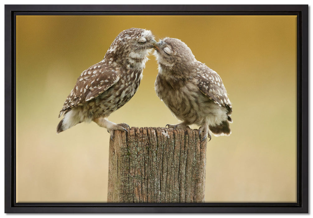 Küssende Eulen auf Leinwandbild gerahmt Größe 60x40