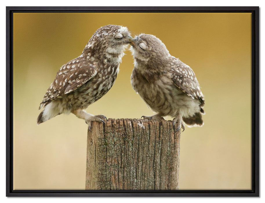 Küssende Eulen auf Leinwandbild gerahmt Größe 80x60