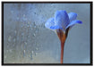 Frühlingsblume mit Tau auf Leinwandbild gerahmt Größe 100x70