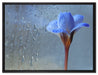 Frühlingsblume mit Tau auf Leinwandbild gerahmt Größe 80x60