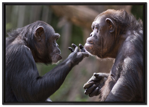 Schimpansen Freundschaft auf Leinwandbild gerahmt Größe 100x70