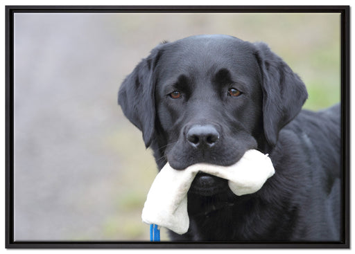 Labrador mit Spielzeug auf Leinwandbild gerahmt Größe 100x70