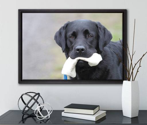Labrador mit Spielzeug auf Leinwandbild gerahmt mit Kirschblüten