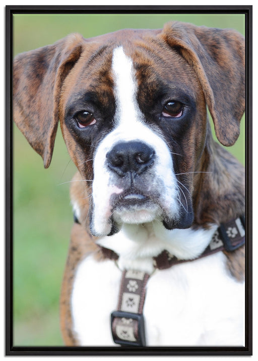 Schöner Deutscher Boxer im Gras auf Leinwandbild gerahmt Größe 100x70