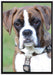 Schöner Deutscher Boxer im Gras auf Leinwandbild gerahmt Größe 100x70