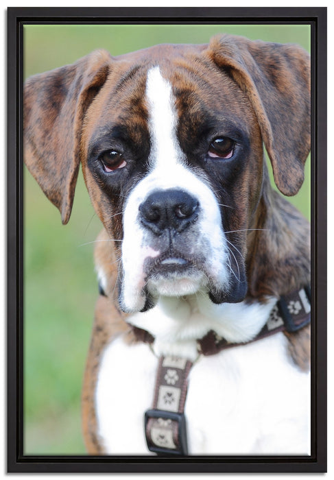 Schöner Deutscher Boxer im Gras auf Leinwandbild gerahmt Größe 60x40