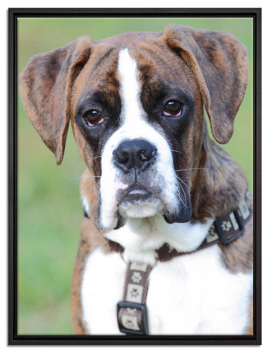 Schöner Deutscher Boxer im Gras auf Leinwandbild gerahmt Größe 80x60