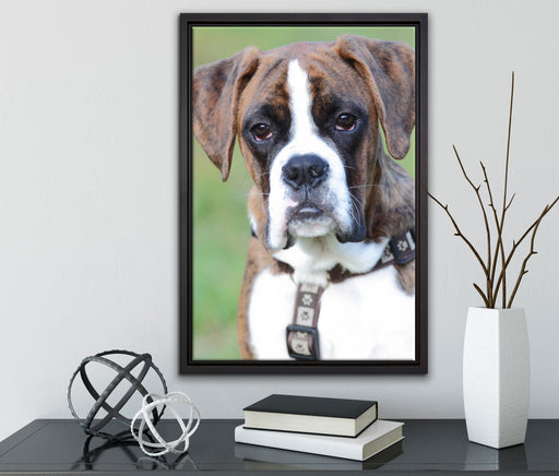 Schöner Deutscher Boxer im Gras auf Leinwandbild gerahmt mit Kirschblüten