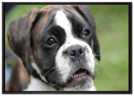 Deutscher Boxer Welpe auf Leinwandbild gerahmt Größe 100x70