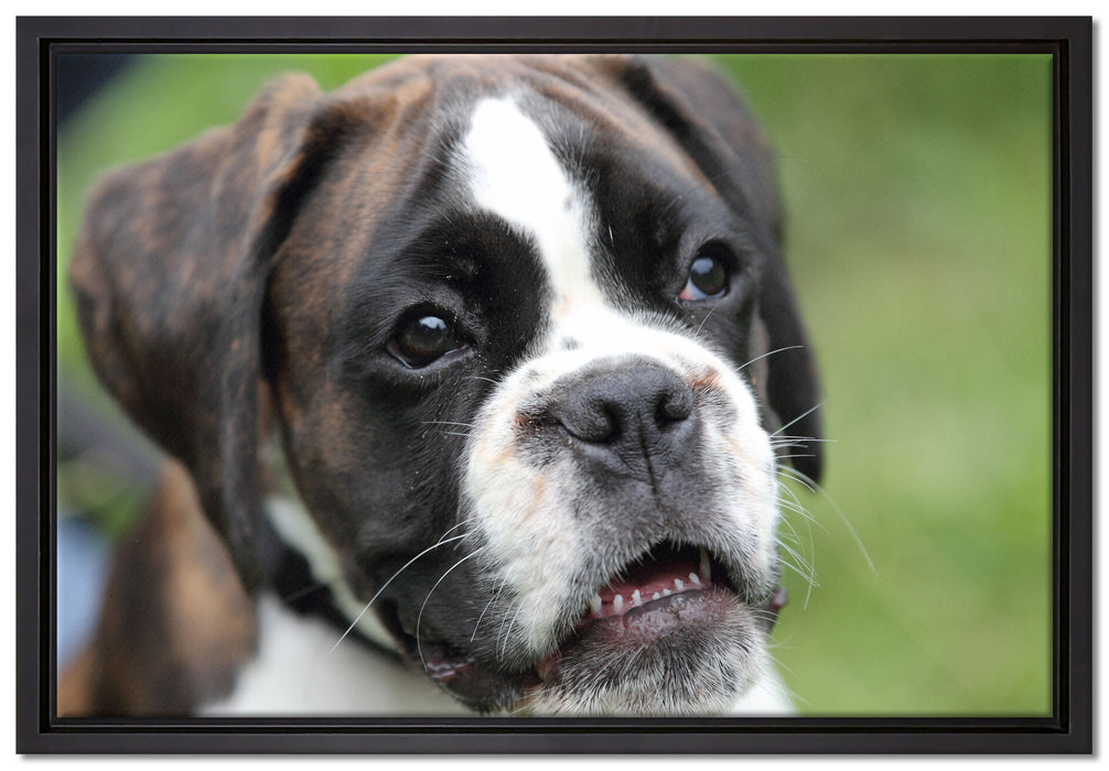 Deutscher Boxer Welpe auf Leinwandbild gerahmt Größe 60x40