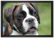 Deutscher Boxer Welpe auf Leinwandbild gerahmt Größe 60x40