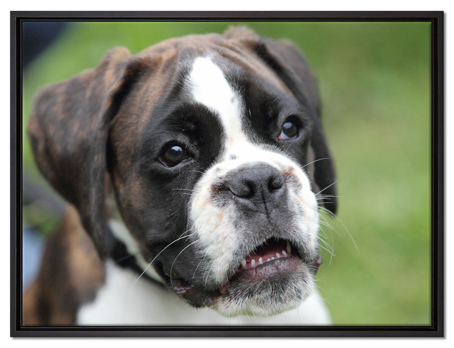 Deutscher Boxer Welpe auf Leinwandbild gerahmt Größe 80x60