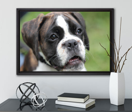 Deutscher Boxer Welpe auf Leinwandbild gerahmt mit Kirschblüten
