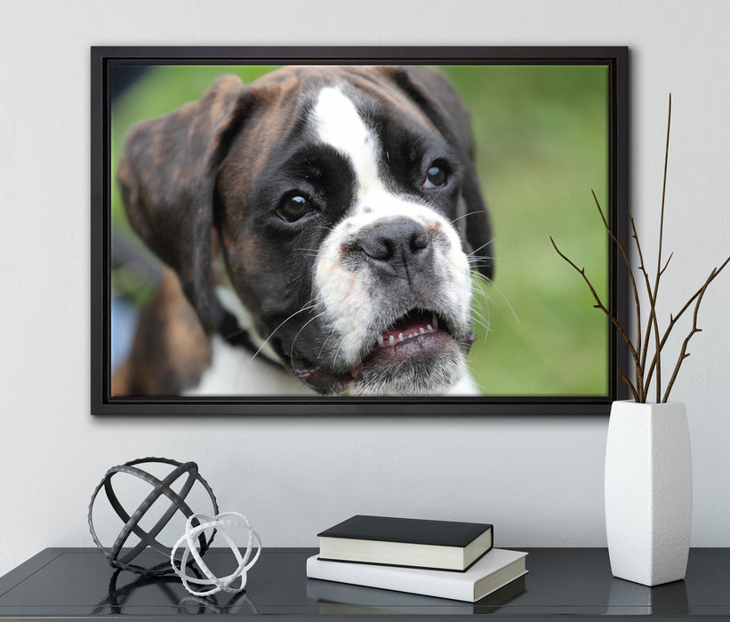 Deutscher Boxer Welpe auf Leinwandbild gerahmt mit Kirschblüten