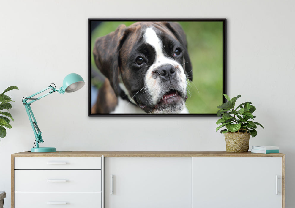 Deutscher Boxer Welpe auf Leinwandbild gerahmt verschiedene Größen im Wohnzimmer