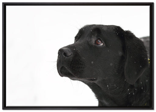 Schwarzer Labrador im Schnee auf Leinwandbild gerahmt Größe 100x70