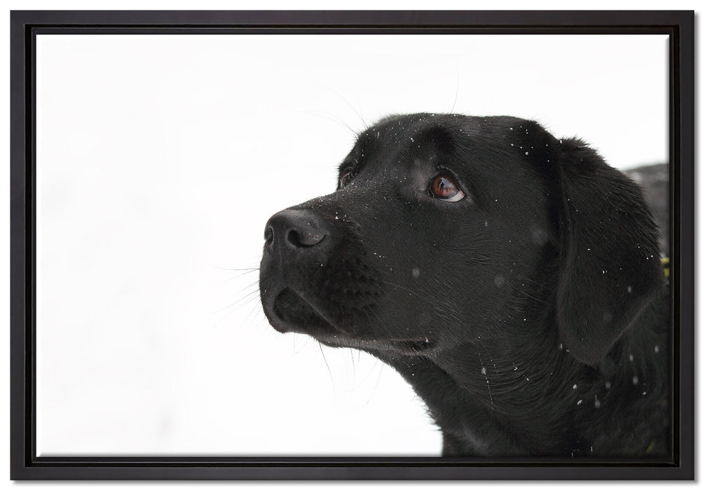 Schwarzer Labrador im Schnee auf Leinwandbild gerahmt Größe 60x40