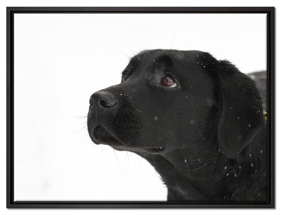 Schwarzer Labrador im Schnee auf Leinwandbild gerahmt Größe 80x60