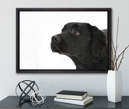 Schwarzer Labrador im Schnee auf Leinwandbild gerahmt mit Kirschblüten