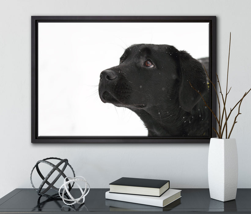 Schwarzer Labrador im Schnee auf Leinwandbild gerahmt mit Kirschblüten