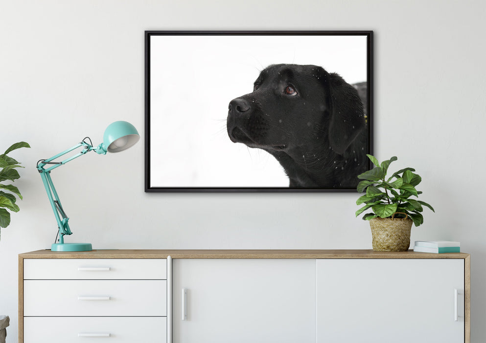 Schwarzer Labrador im Schnee auf Leinwandbild gerahmt verschiedene Größen im Wohnzimmer
