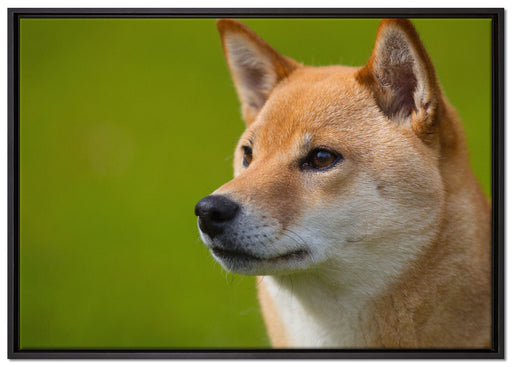 anmutiger Finnen-Spitz im Gras auf Leinwandbild gerahmt Größe 100x70