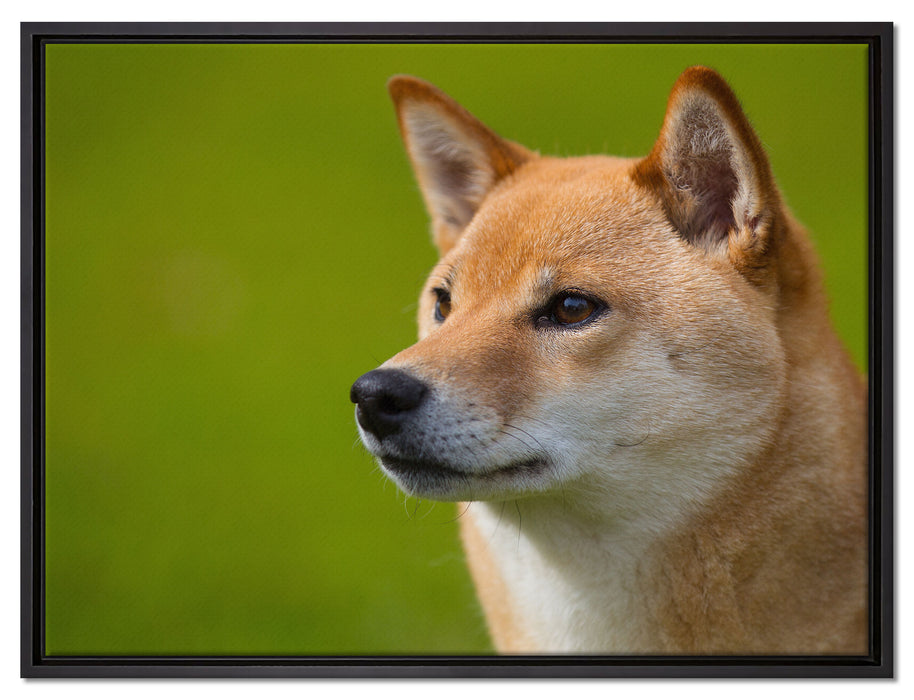 anmutiger Finnen-Spitz im Gras auf Leinwandbild gerahmt Größe 80x60
