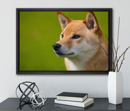 anmutiger Finnen-Spitz im Gras auf Leinwandbild gerahmt mit Kirschblüten