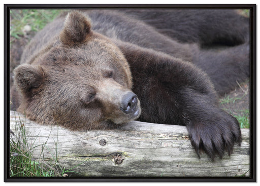 Bär schläft auf Baumstamm auf Leinwandbild gerahmt Größe 100x70