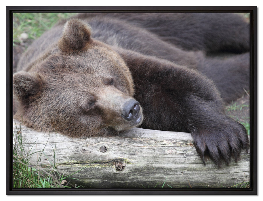 Bär schläft auf Baumstamm auf Leinwandbild gerahmt Größe 80x60
