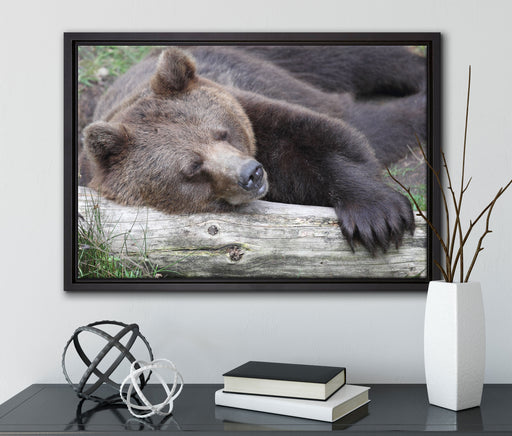 Bär schläft auf Baumstamm auf Leinwandbild gerahmt mit Kirschblüten