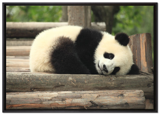 süßer kleiner Pandabär auf Leinwandbild gerahmt Größe 100x70