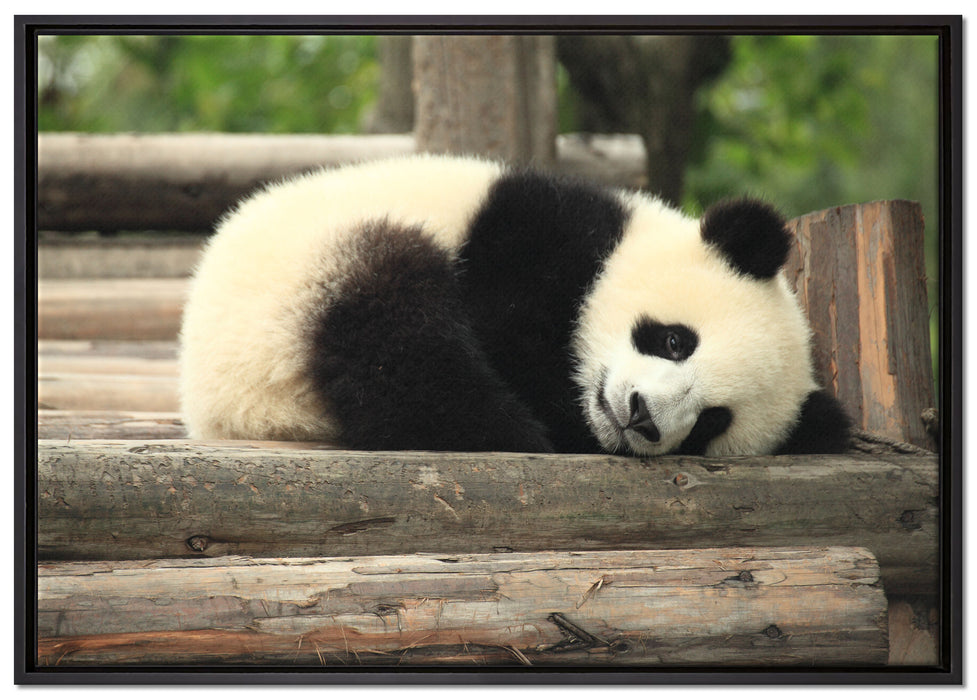 süßer kleiner Pandabär auf Leinwandbild gerahmt Größe 100x70
