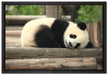 süßer kleiner Pandabär auf Leinwandbild gerahmt Größe 60x40