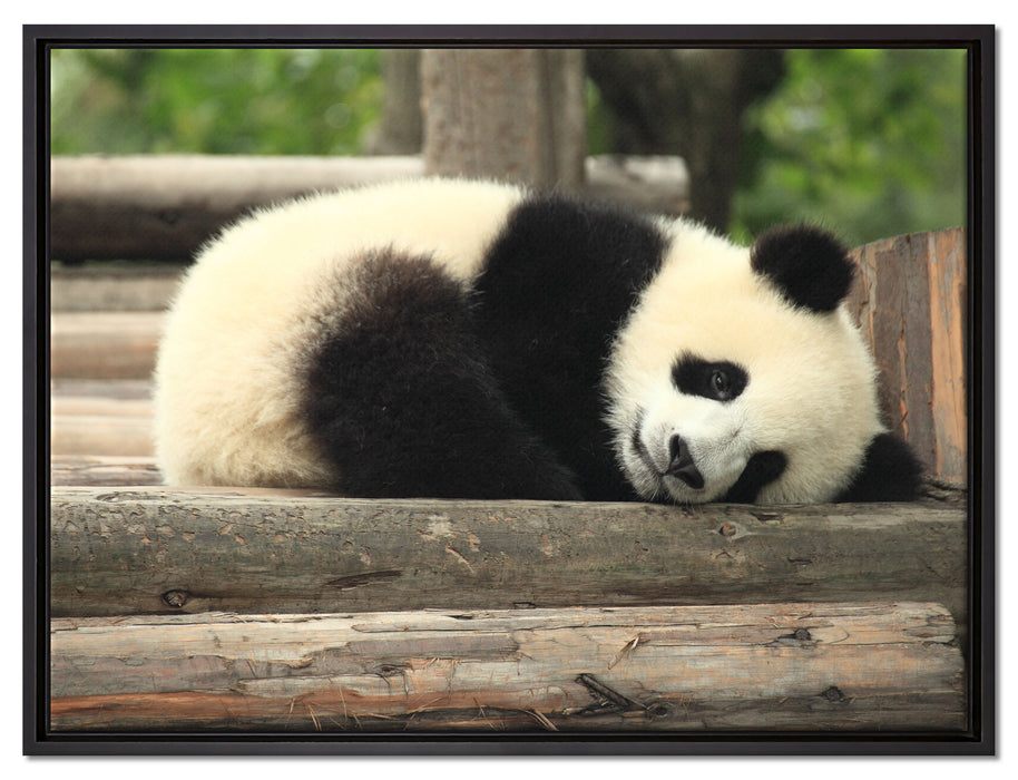 süßer kleiner Pandabär auf Leinwandbild gerahmt Größe 80x60
