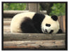 süßer kleiner Pandabär auf Leinwandbild gerahmt Größe 80x60