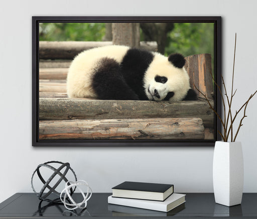 süßer kleiner Pandabär auf Leinwandbild gerahmt mit Kirschblüten